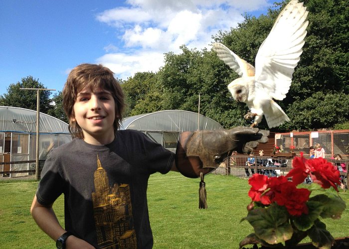 Brave volunteer Ollie with the Barn Owl during the show