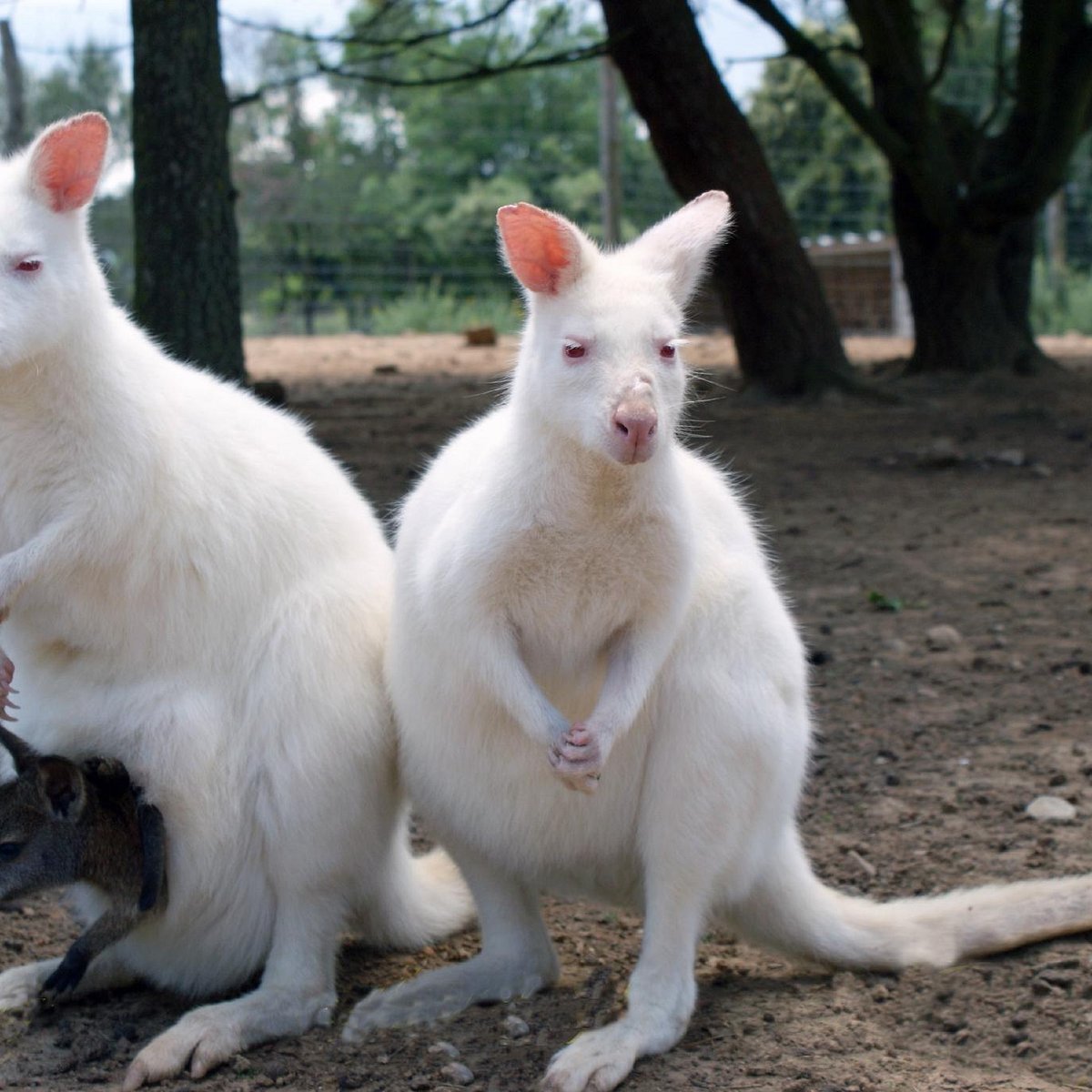 Ces koalas se câlinant dans un parc australien sont vraiment