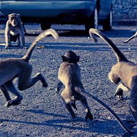 Some of the sam muk monkeys acting the fool.