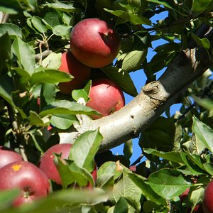 Fresh NC Apples – Mountain Fresh Orchards