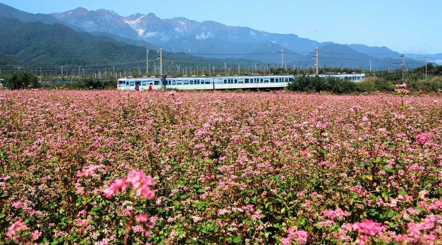 中川あかそば花祭り９月２１日～１０月１４日