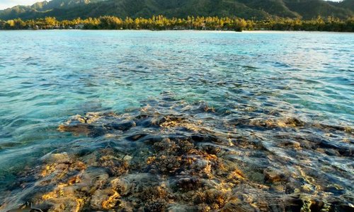 The view across the coral back to the resort