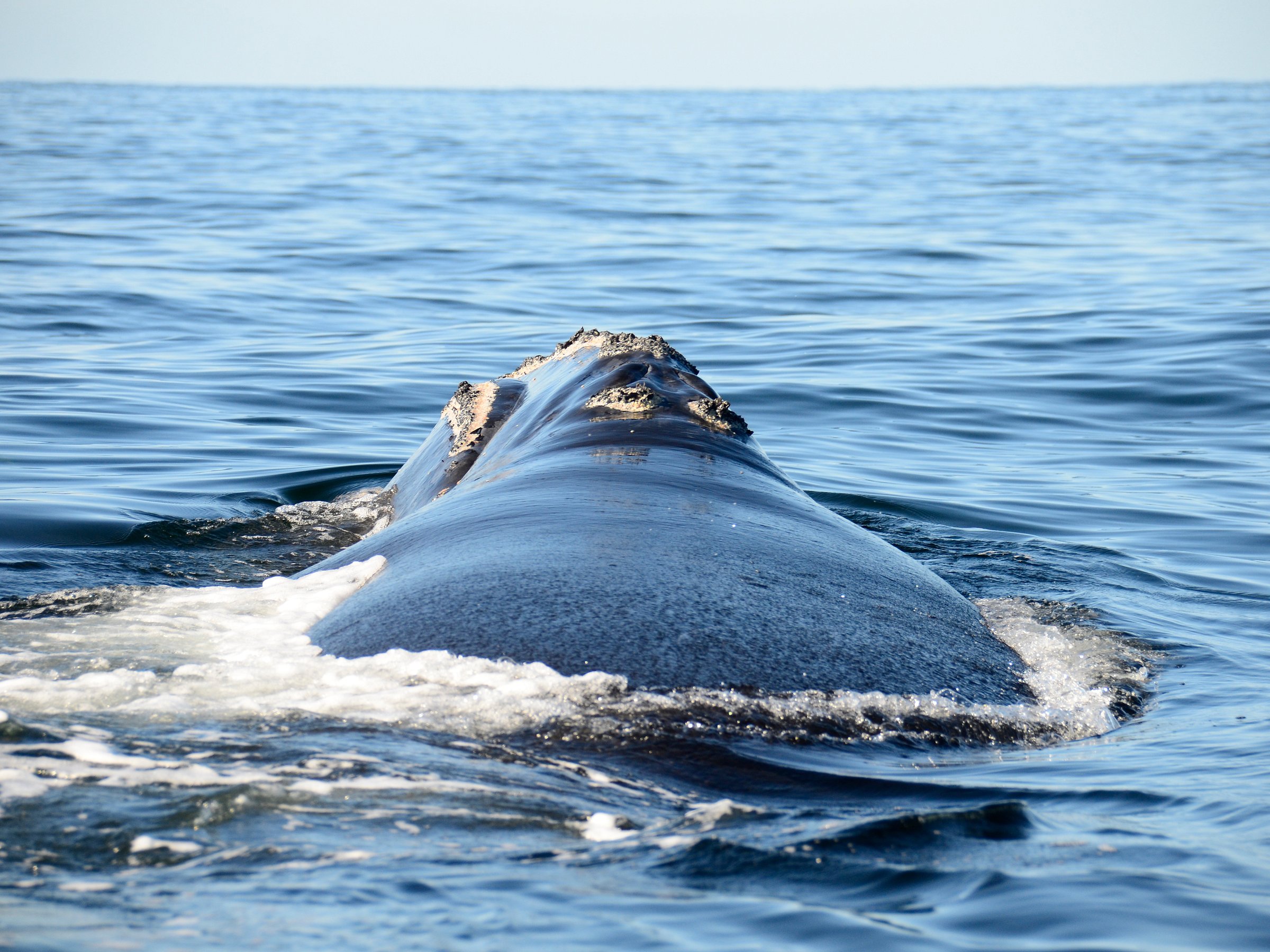 captain zodiac whale tours