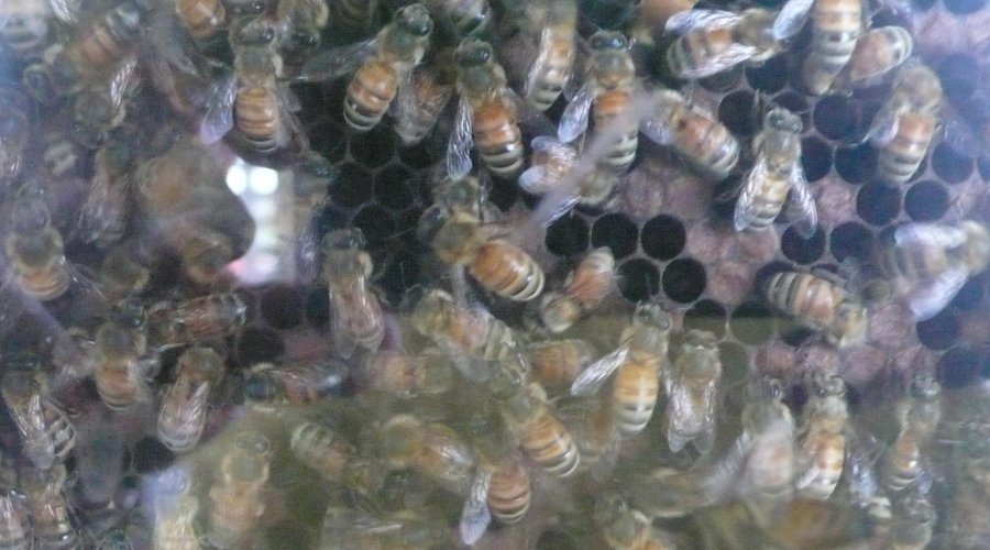 Observation hive
