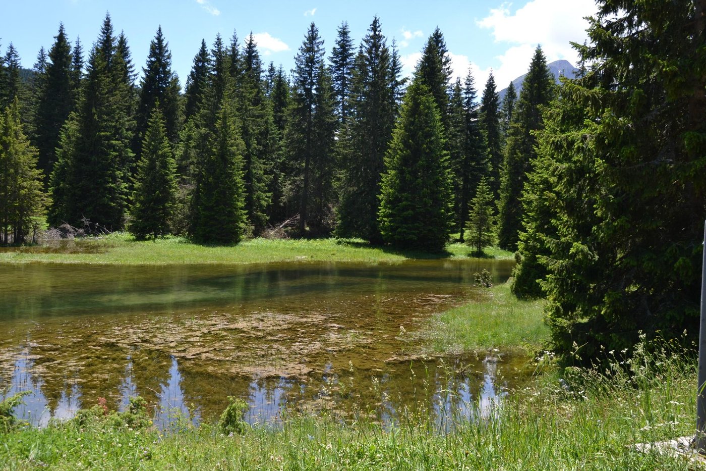 BOROVNICA SWEET APARTMENTS (Zabljak, Durmitor National Park) - Hotel ...