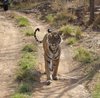 Shivani S