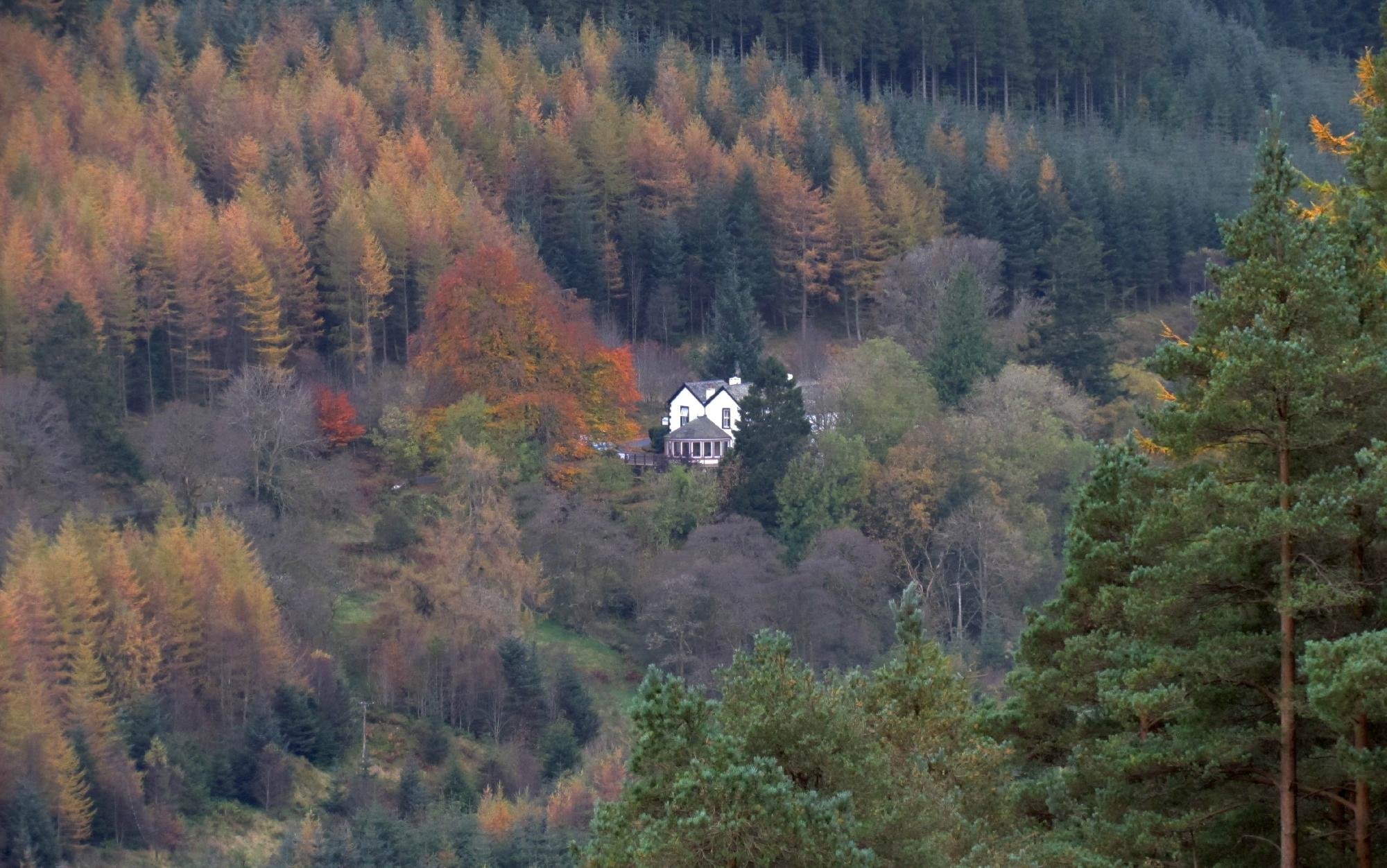 The Cottage In The Wood by null