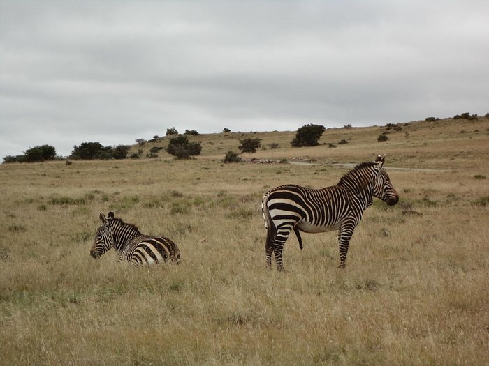 MOUNTAIN ZEBRA NATIONAL PARK - Updated 2023 Campground Reviews (Cradock,  South Africa)