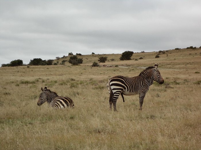 MOUNTAIN ZEBRA NATIONAL PARK - Updated 2023 Campground Reviews (Cradock, South Africa) MOUNTAIN ZEBRA NATIONAL PARK - Updated 2023 Campground Reviews (Cradock, South Africa)