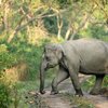 9 Multi-day Tours in Kaziranga National Park That You Shouldn't Miss