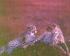 Bathurst-travel
