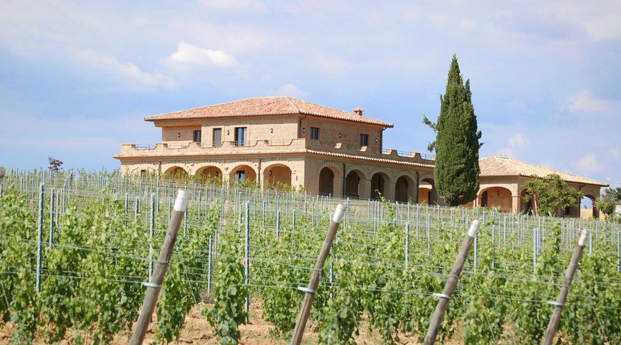 View from vineyards