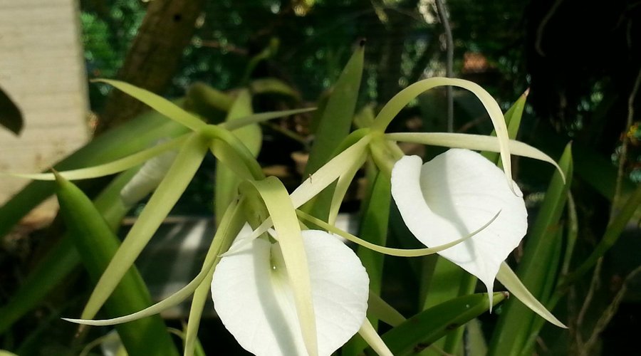 brassavola orchids