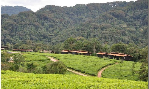 Nyungwe Forest Lodge