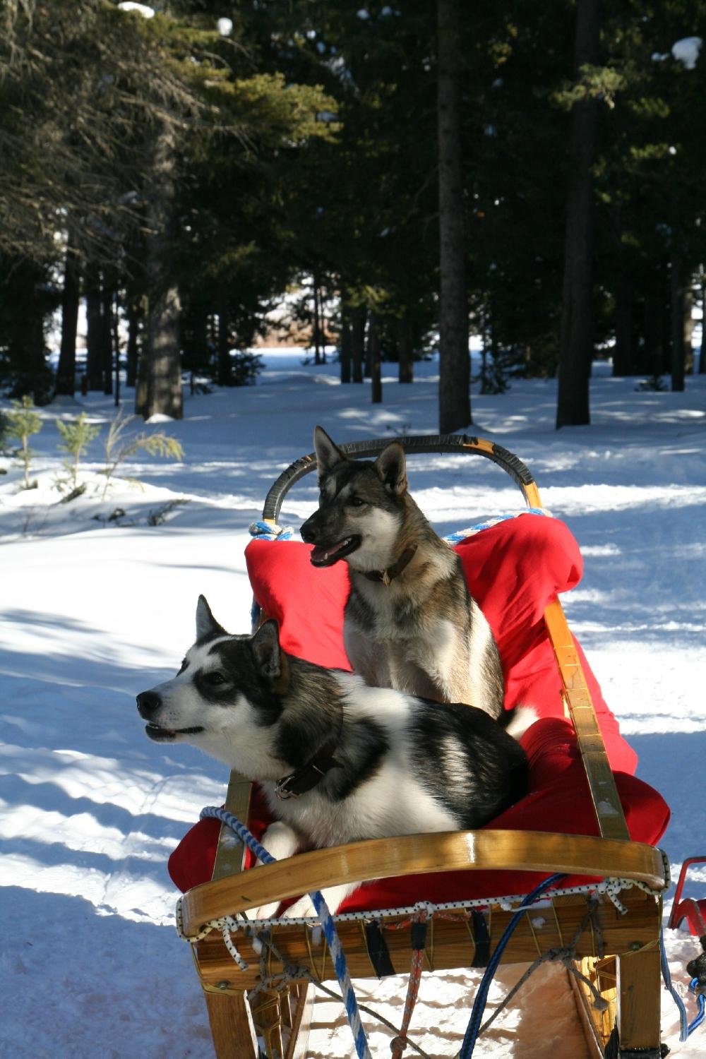 Klondike Dreams Sled Dog Rides, Уэст-Йеллоустоун: лучшие советы перед  посещением - Tripadvisor