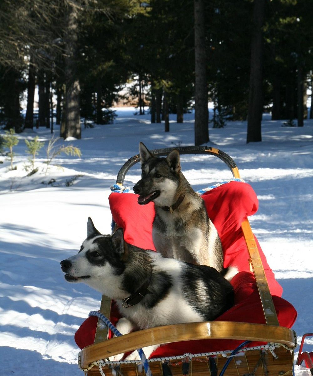 Klondike Dreams Sled Dog Rides, Уэст-Йеллоустоун: лучшие советы перед  посещением - Tripadvisor