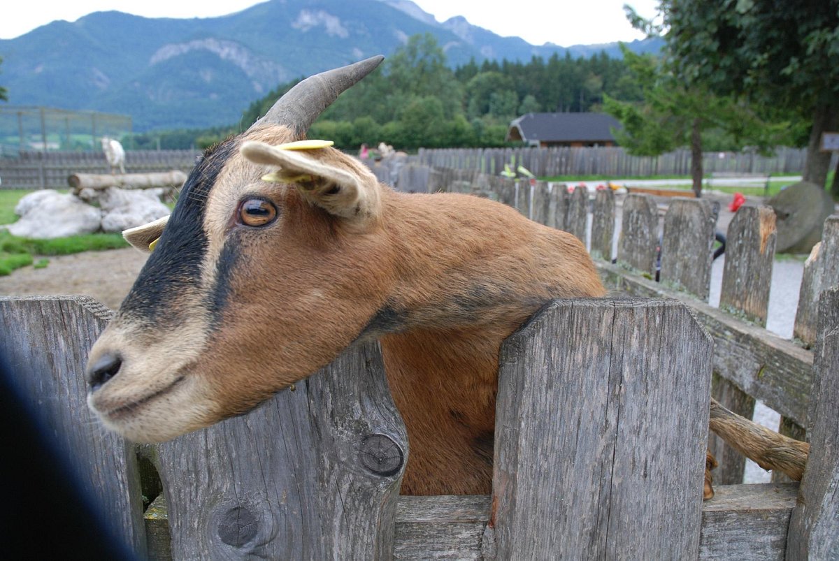 Village of Animals (Abersee) - All You Need to Know BEFORE You Go Village of Animals (Abersee) - All You Need to Know BEFORE You Go