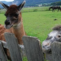 Sweet llama and pony