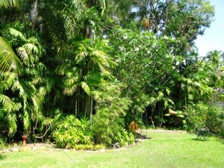 The garden