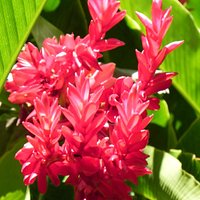 Unique plant
