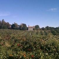 View of the orchard from entrance