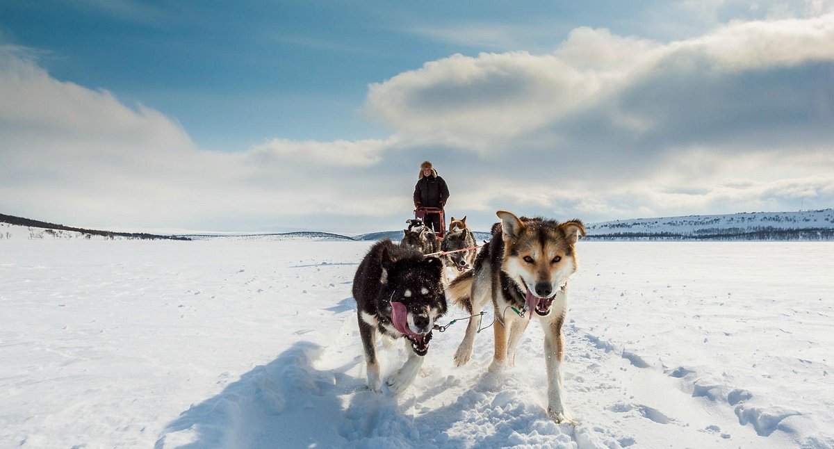 Husky sledding expeditions