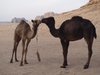 camelfreak