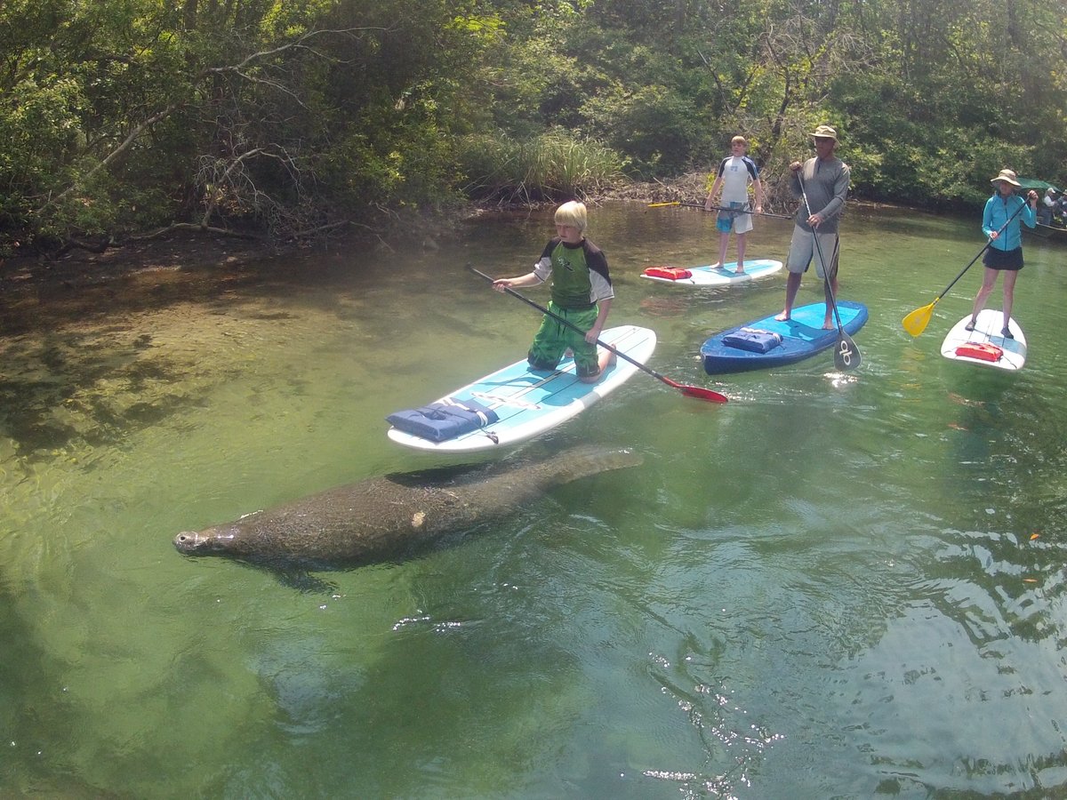 Sup Weeki (stand Up Paddleboard) - All You Need To Know Before You Go 