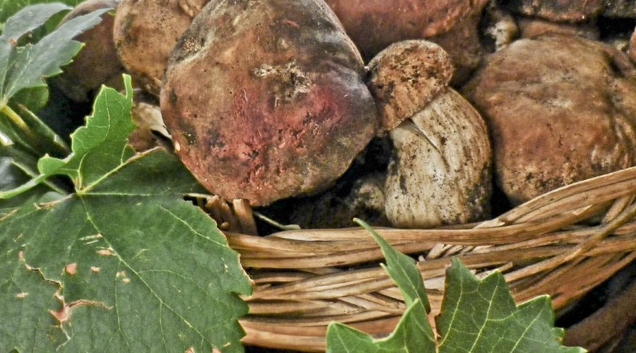 porcini