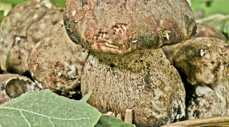 porcini dell etna