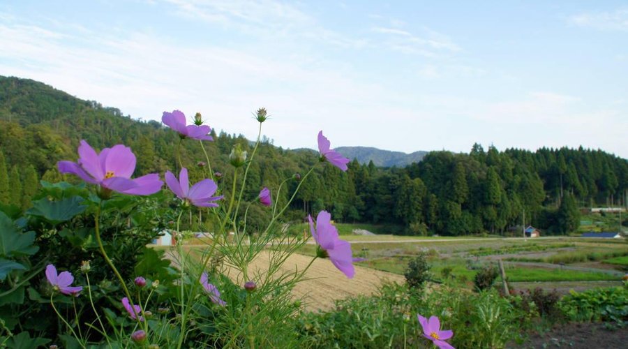 周辺の風景