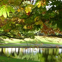 Autumn sunshine in Ward Park