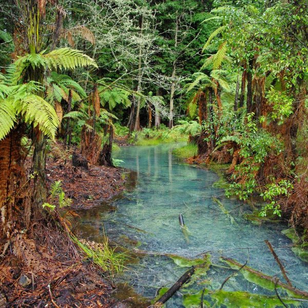 Whakarewarewa - The Living Maori Village (Rotorua): All You Need to Know