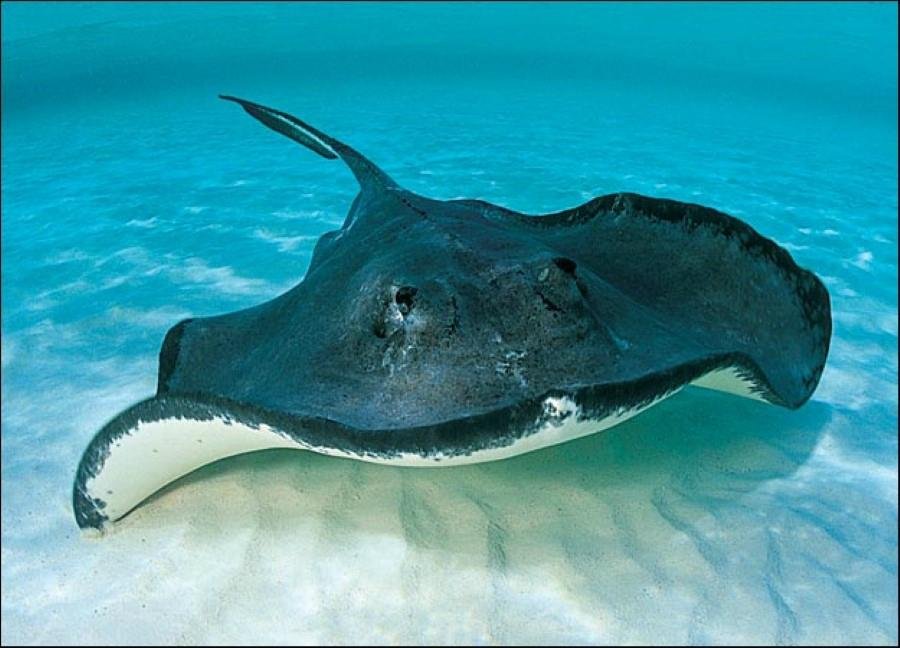 Are Stingrays Eyes On Top Or Bottom