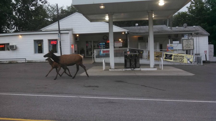 Mom and baby elk in front of store