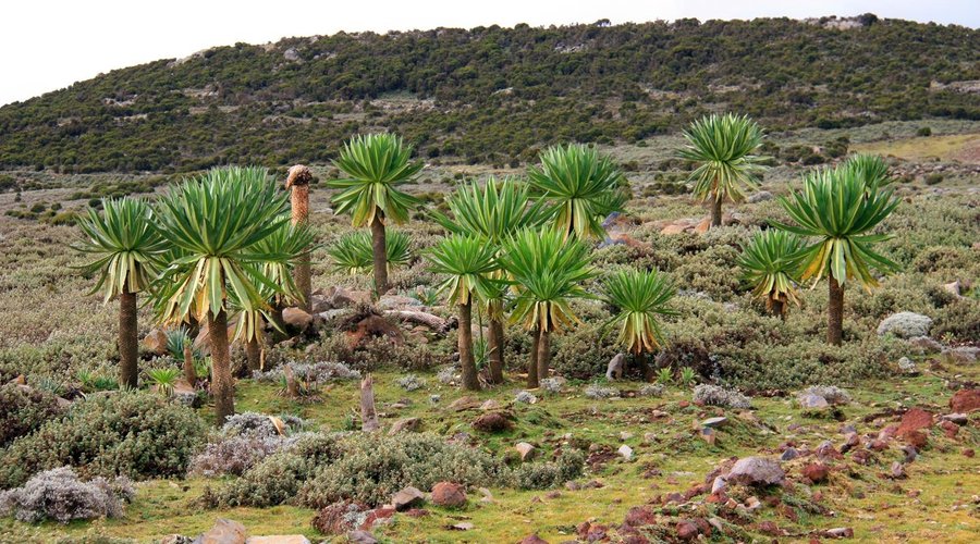 Lobelias on the Sanetti Plateau