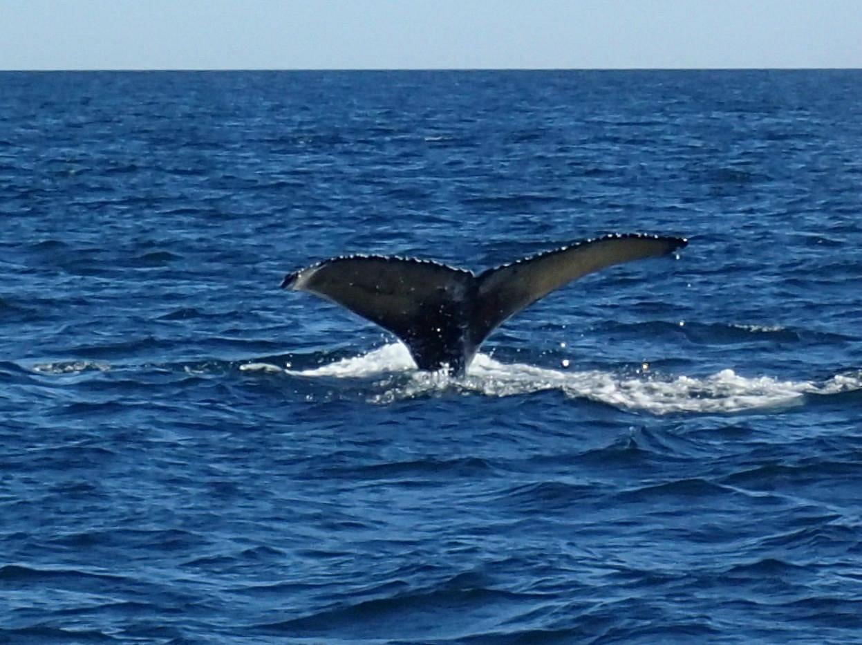 sea watch tours new brunswick