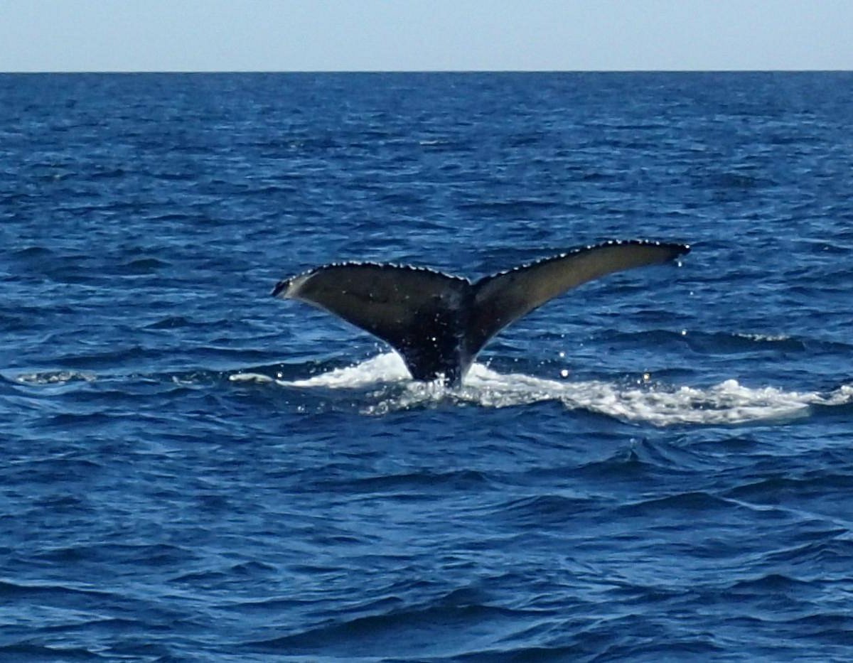 sea watch tours grand manan