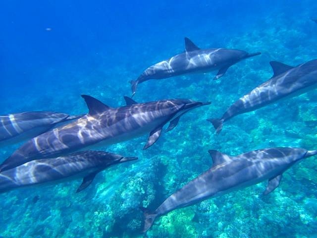 dolphin excursion kona