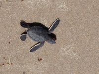 Sea Turtle Preservation Society saves stranded turtle in Melbourne Beach