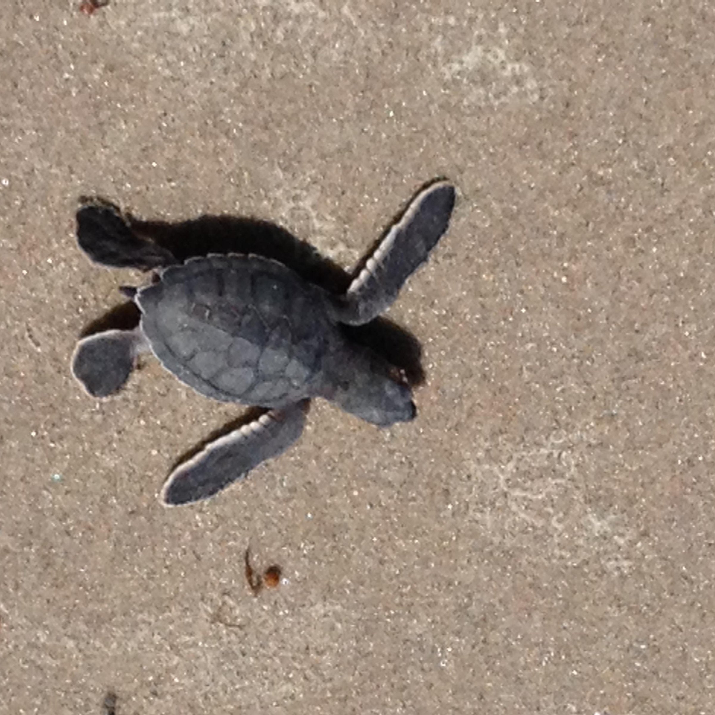 melbourne beach turtle tours