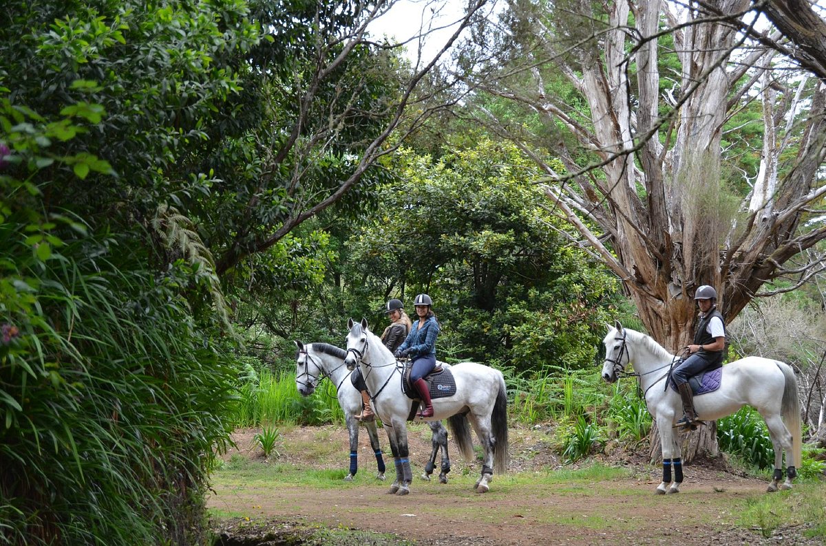 Катание на лошадях на Quinta do Riacho, Santo da Serra: лучшие советы перед  посещением - Tripadvisor