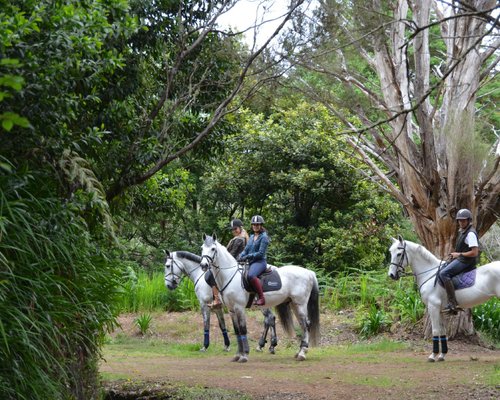 Passeios a cavalo que são ótimas pedidas para conhecer a natureza  pantaneira de pertinho