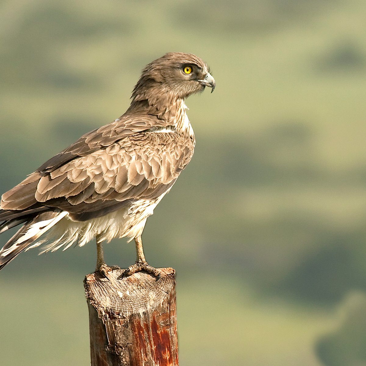 Birds of prey in Southern Spain - WILD ANDALUCIA BIRDING TOURS