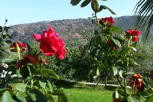 حمام السباحة والشاطئ