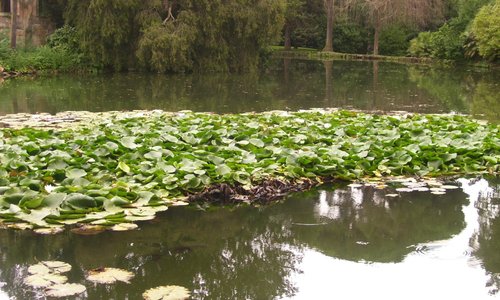 view of english garden