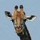 Giraffa_Vagabonda