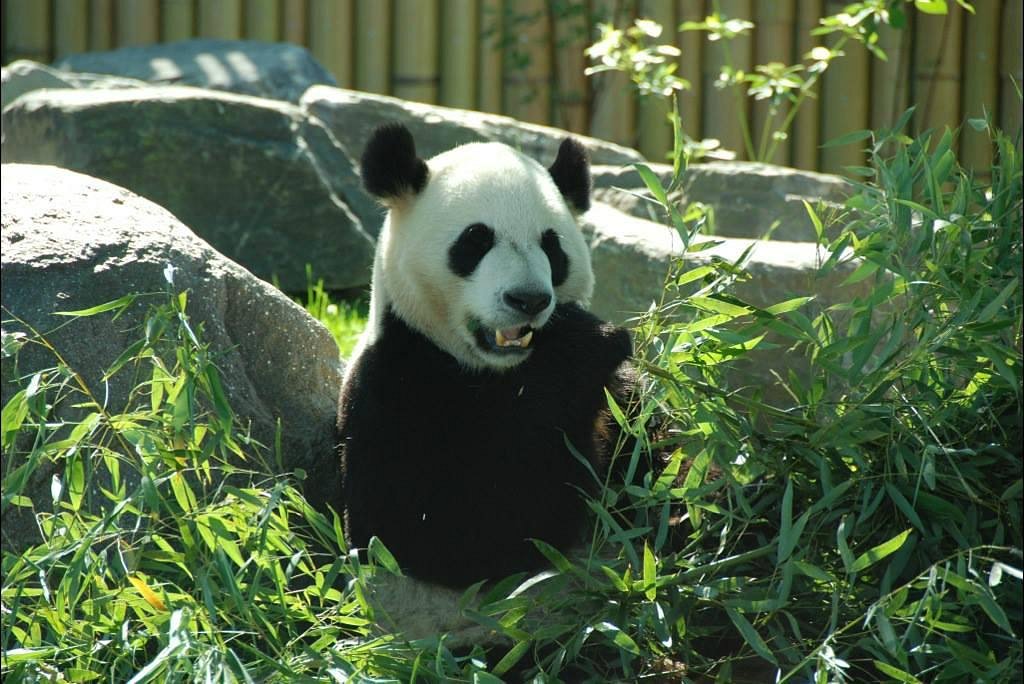 Canada zoo to return pandas to China because bamboo too hard to