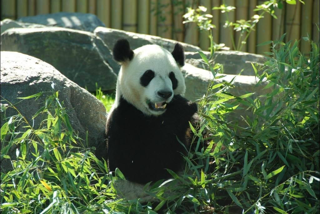 Toronto Zoo Animals