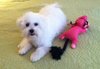 Dottie S
